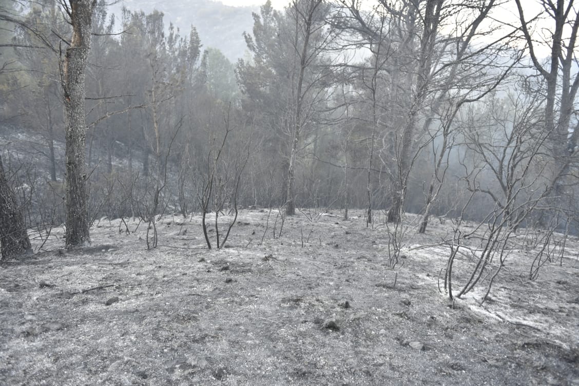 El fuego dejó imágenes tristes en las sierras.