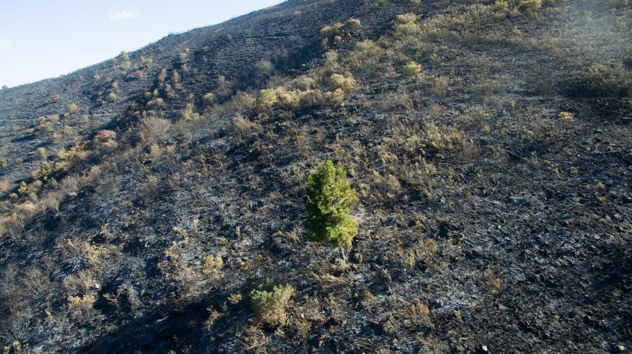 El fuego en las sierras dejó postales desoladoras. Foto: Lucio Casalla / ElDoce.tv.