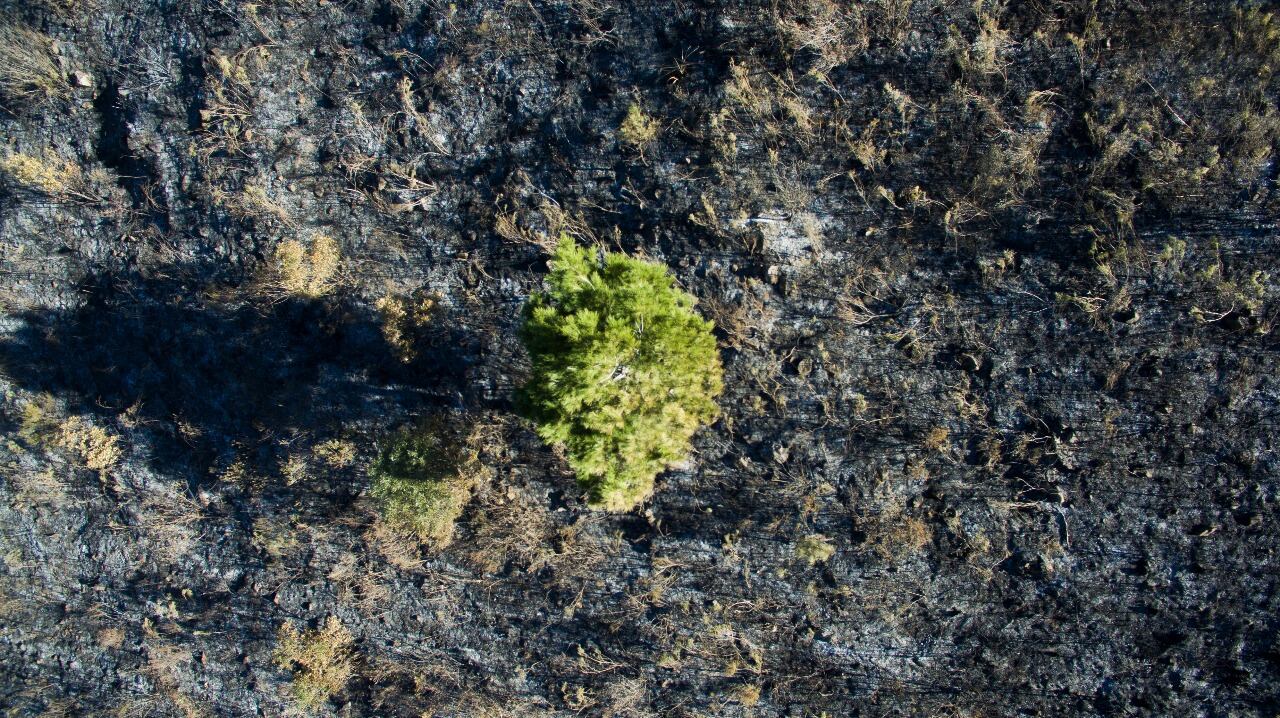 El fuego en las sierras dejó postales desoladoras. Foto: Lucio Casalla / ElDoce.tv.