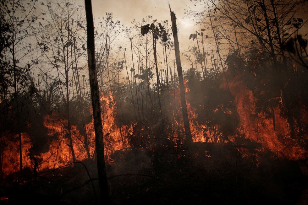 El fuego sigue avanzando sobre la selva.