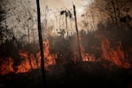 El fuego sigue avanzando sobre la selva.