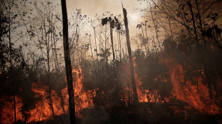 El fuego sigue avanzando sobre la selva.