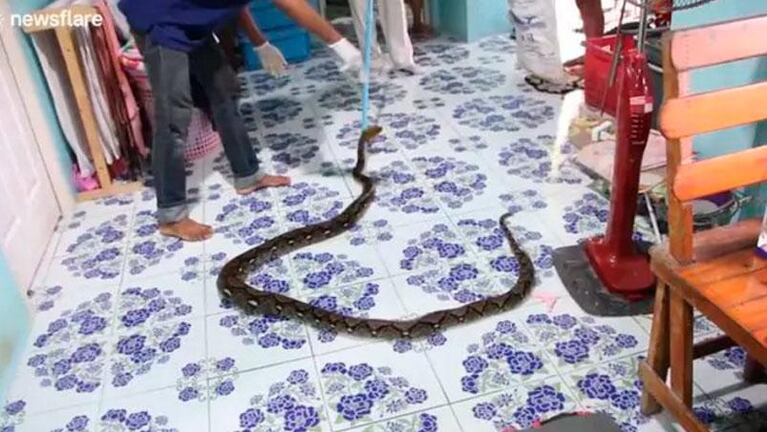 El gato del hijo murió y los padres hicieron un hallazgo estremecedor