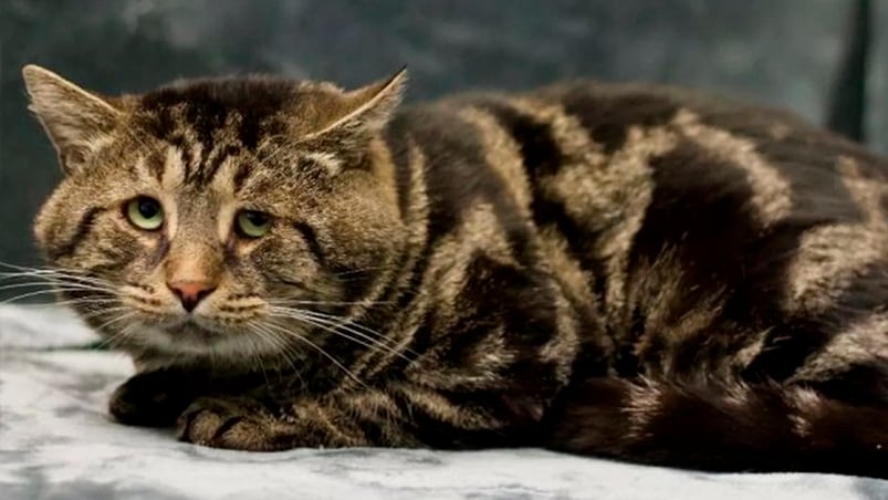 El gato en estado de depresión.