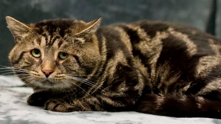 El gato en estado de depresión.