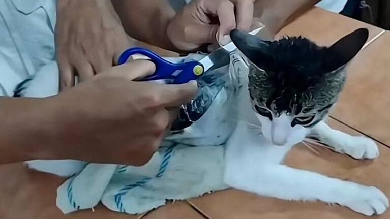 El gato metía droga a una cárcel de Costa Rica.