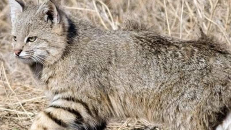 El gato montés es una especie que está protegida en todo el país. 