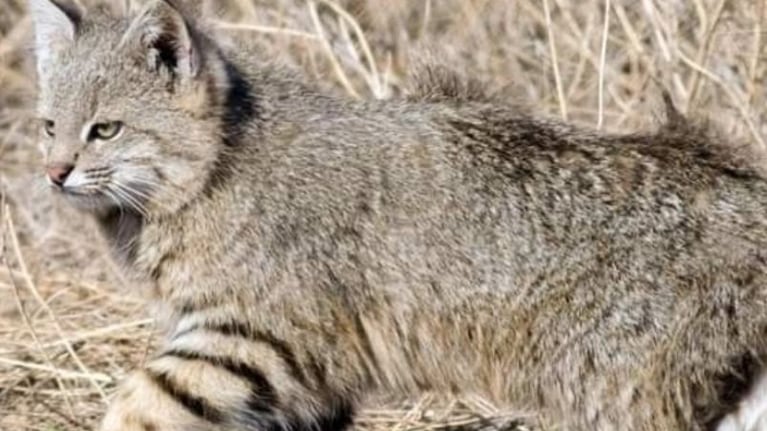 El gato montés es una especie que está protegida en todo el país.