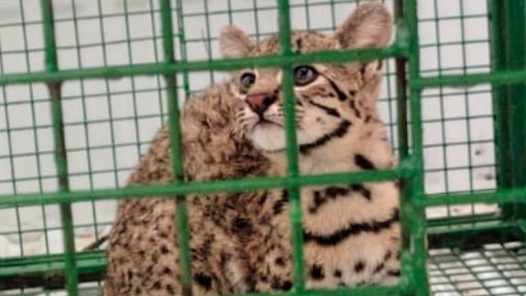 El gato montés fue rescatado en el sudeste de Córdoba.