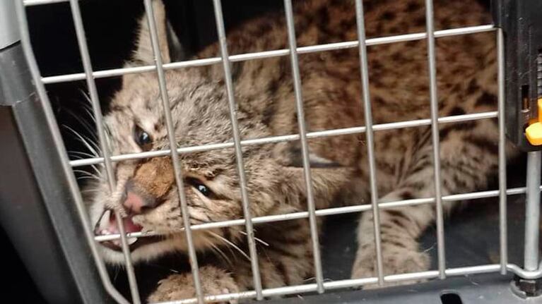 El gato montés que tenía un cordobés en Coronel Moldes.