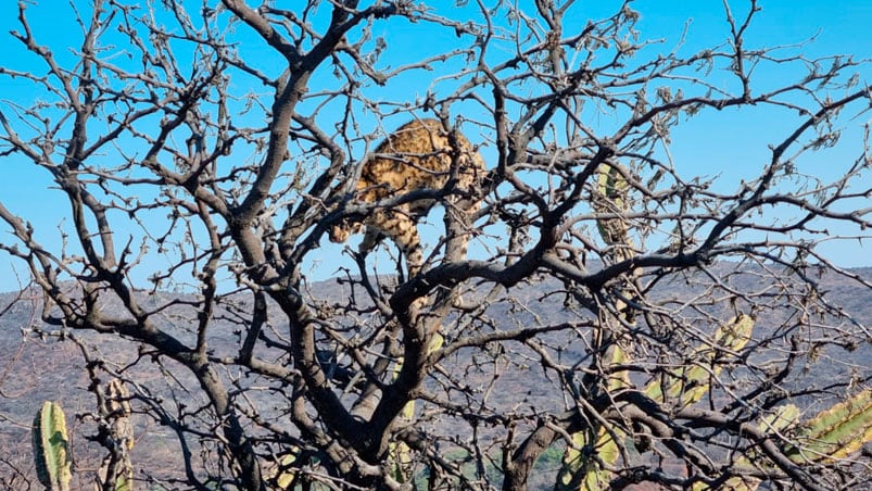 El gato montés se trepó al árbol para intentar sobrevivir, pero no lo logró.