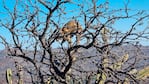 El gato montés se trepó al árbol para intentar sobrevivir, pero no lo logró.