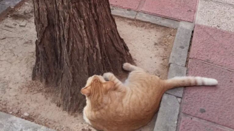 El gato Nelson pudo regresar con su familia.