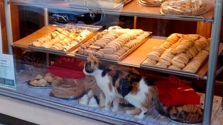 El gato posando en la vidriera entre la comida.
