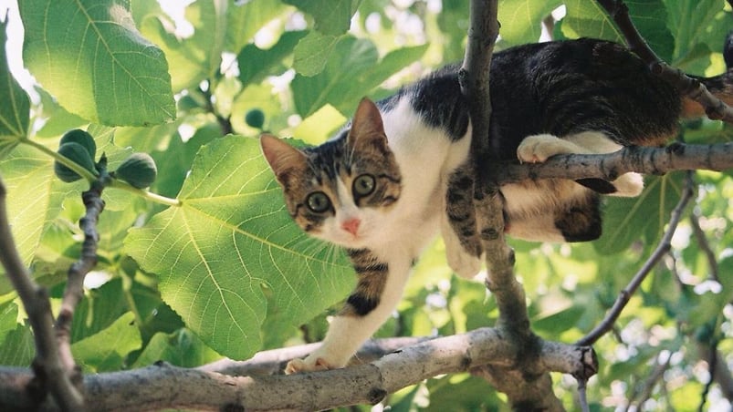 El gato que se "autorescató".