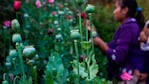 El Gobierno mexicano es cuestionado por permitir el cultivo masivo de amapolas.