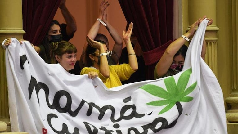 El Gobierno promulgó la Ley de Cannabis Medicinal: los puntos claves