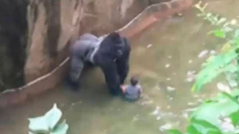 El gorila no atacó al niño pero igual fue asesinado. 