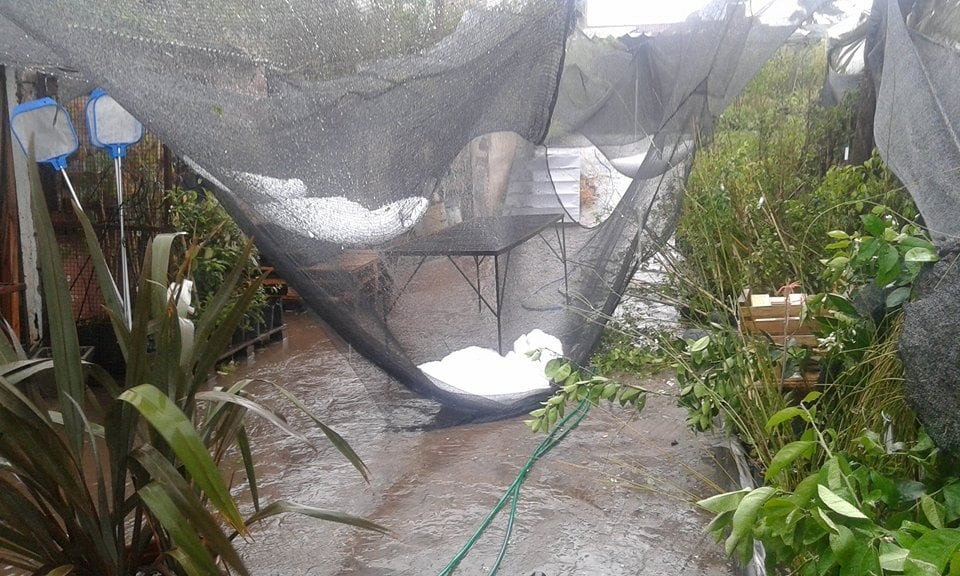 El granizo se acumuló en la media sombra de un vivero de calle Sagrada Familia.