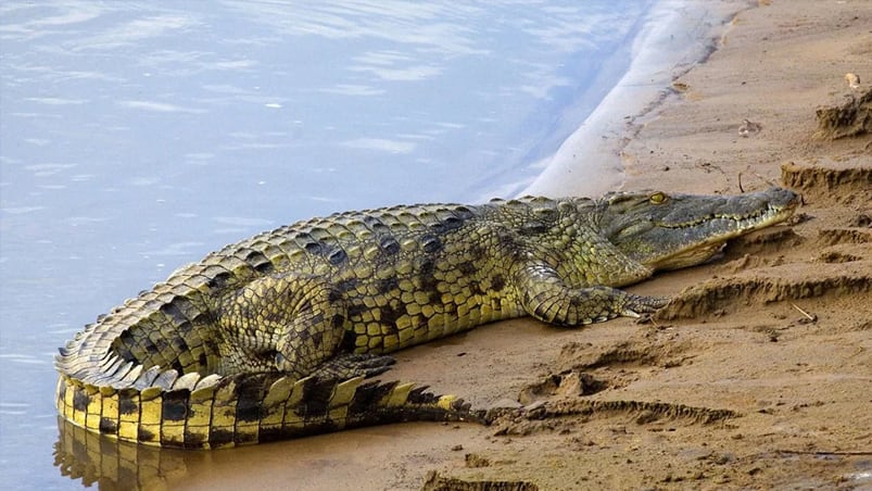 El granjero se salvó al morder al cocodrilo. (Foto ilustrativo).