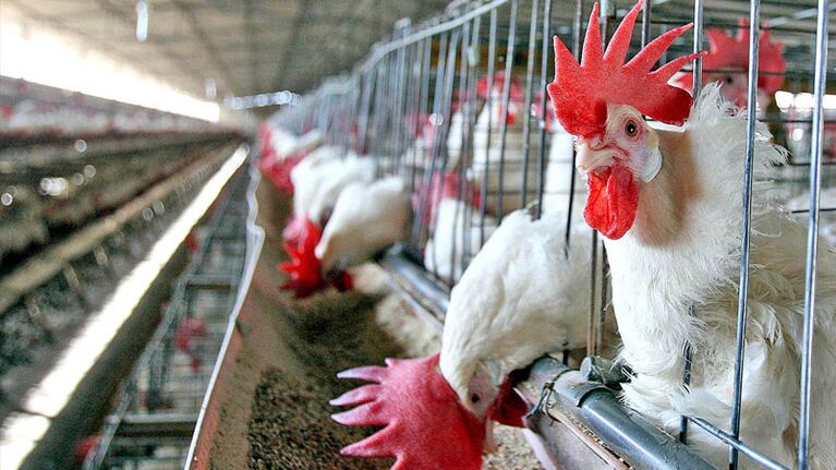 El guano de las gallinas es muy utilizado para nutrir el suelo.