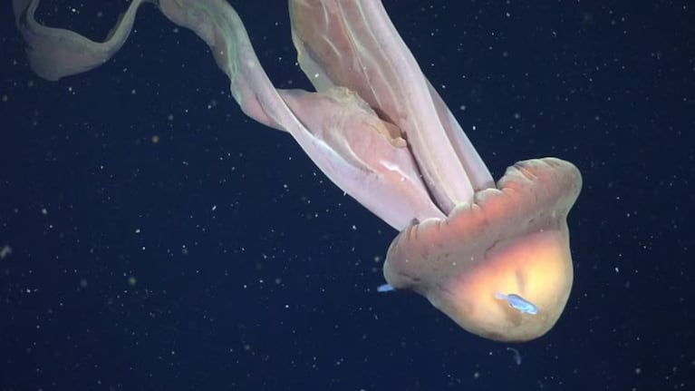 El hallazgo se produjo en una expedición científica que examinó los ecosistemas de aguas profundas.