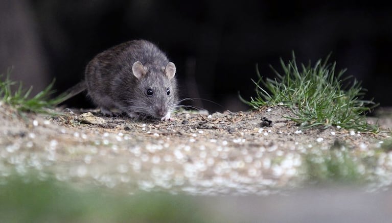 El hantavirus es una infección viral transmitida principalmente por roedores silvestres.