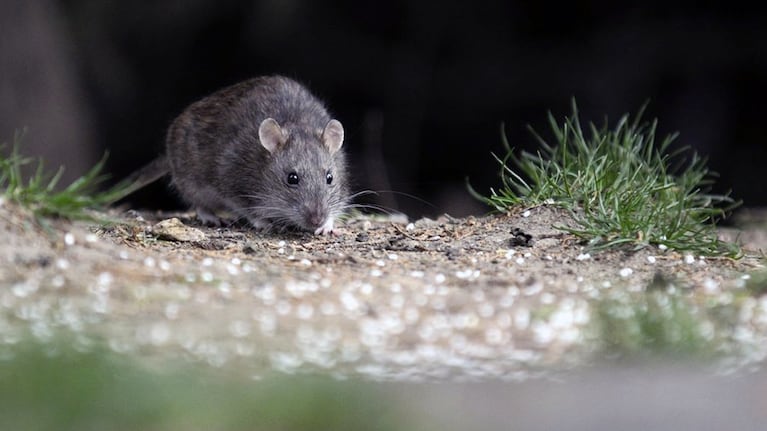 El hantavirus es una infección viral transmitida principalmente por roedores silvestres.
