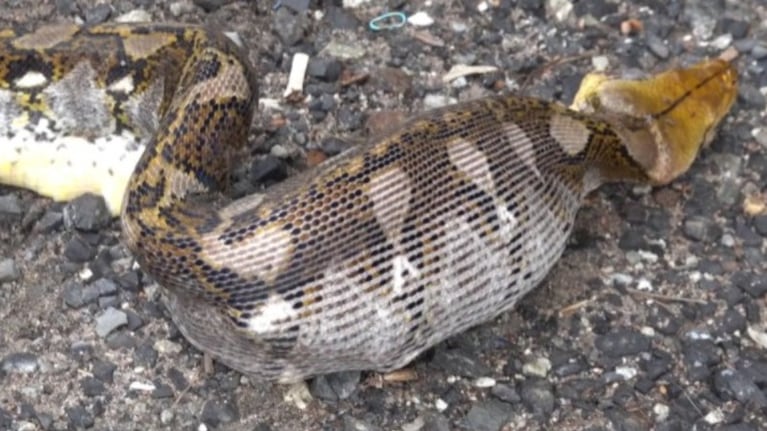 El hecho ocurrió en Phitsanulok una provincia ubicada al norte Tailandia
