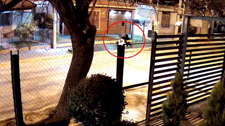 El hecho quedó registrado en la cámara de seguridad de un casa.