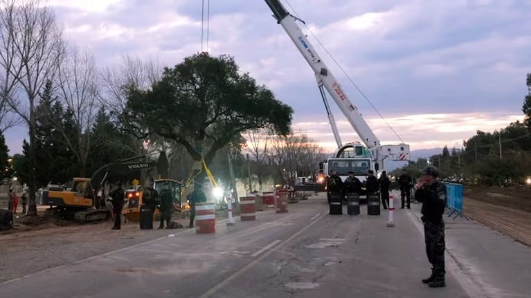 El histórico árbol será removido a unos 20 metros de distancia.