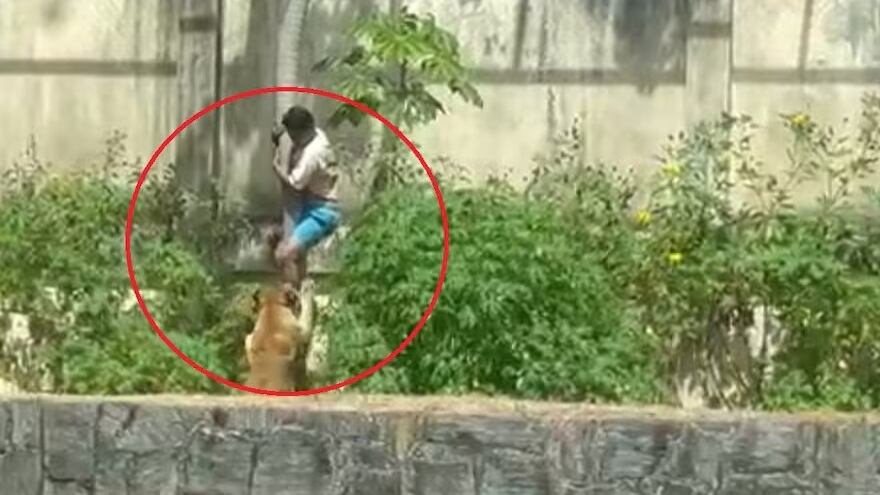 El hombre descendió por una palmera y el animal lo estaba esperando.