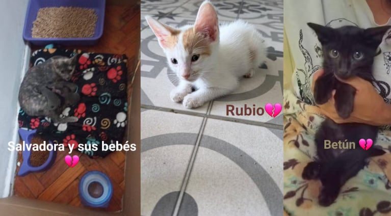 El hombre fue denunciado por maltrato animal.