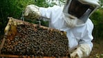 El hombre hacía tareas de apicultura en el campo de un familiar. Foto ilustrativa