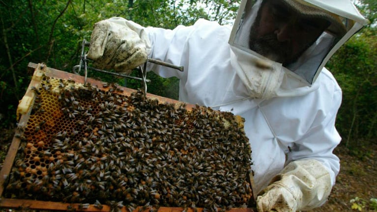 El hombre hacía tareas de apicultura en el campo de un familiar. Foto ilustrativa