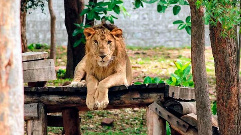 El hombre intentaba fotografiarse con Dongalpur, uno de los leones del zoológico.