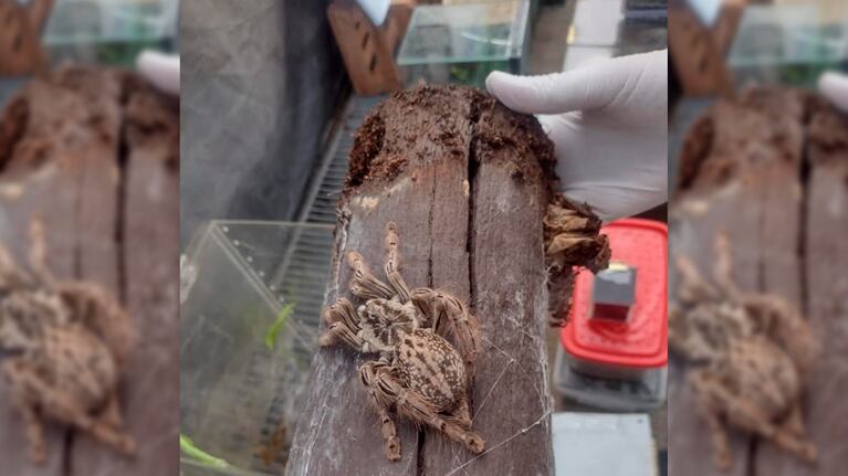 El hombre se dedicaba a la venta ilegal de invertebrados.