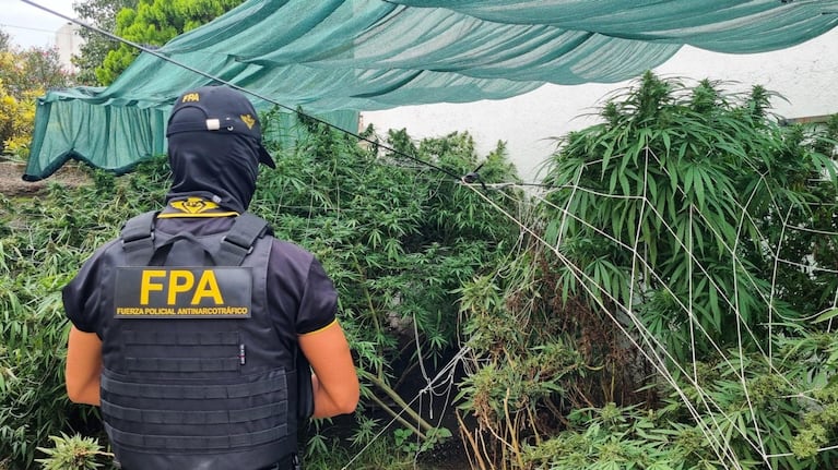 El hombre tenía más de 40 plantas en el patio de una de las viviendas.