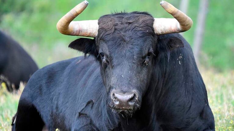 El homicida enlazó a la víctima a un toro para simular un accidente laboral.
