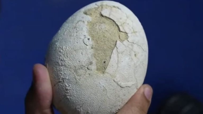 El huevo encontrado en la expedición del Conicet en Río Negro.