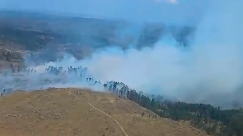 El incendio se originó en un sector de pinares.