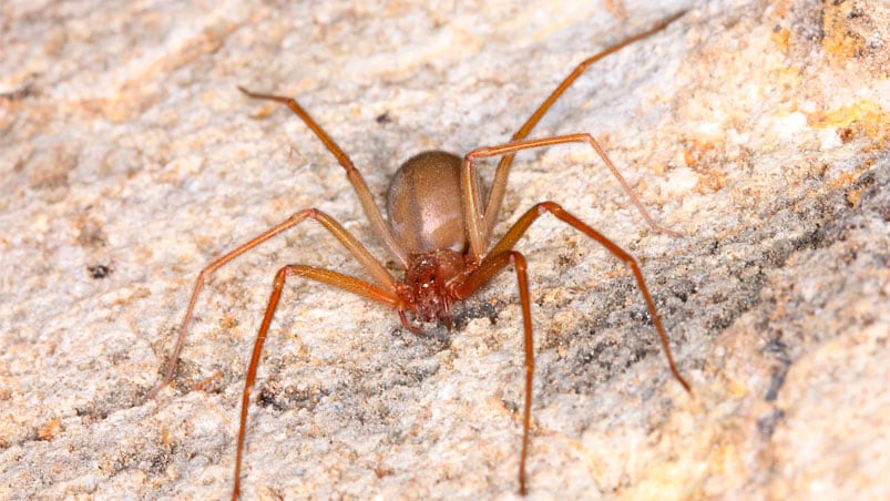 El insecto es marrón y mide entre uno y tres centímetros.