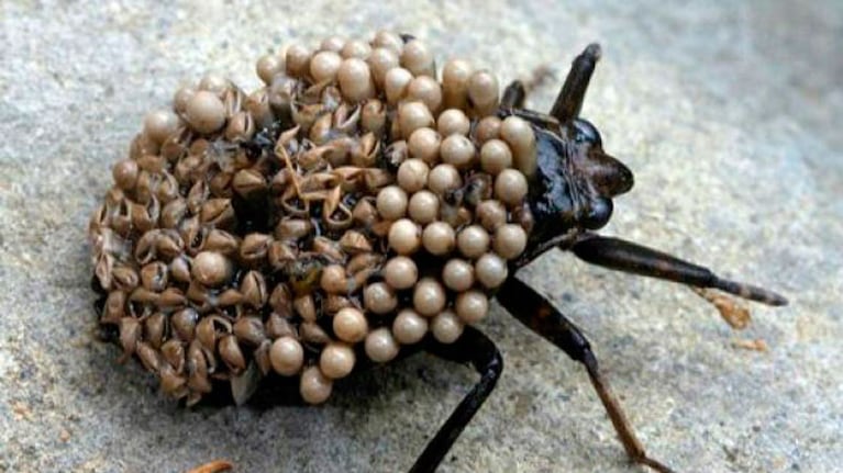 El insecto existe, pero no trasmite ninguna enfermedad.