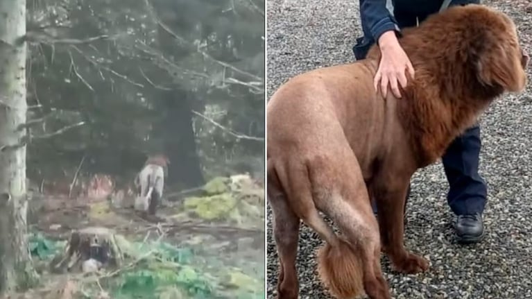 El insólito hecho ocurrió en Irlanda.