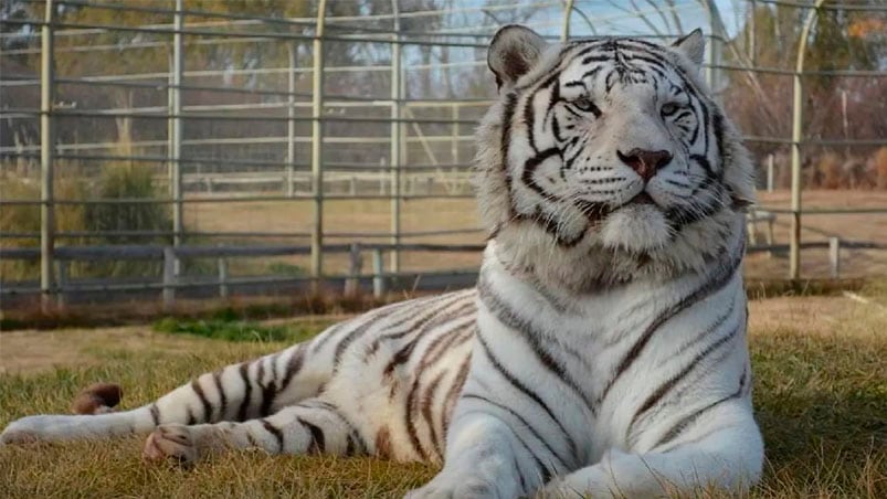 El insólito hecho ocurrió en la localidad de Allen, Río Negro. Foto: Zoológico Bubalcó.