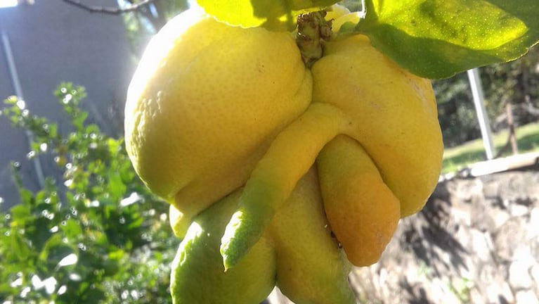 El insólito limón que llamó la atención a la dueña de la planta. Foto: María Paula / El Doce y Vos.