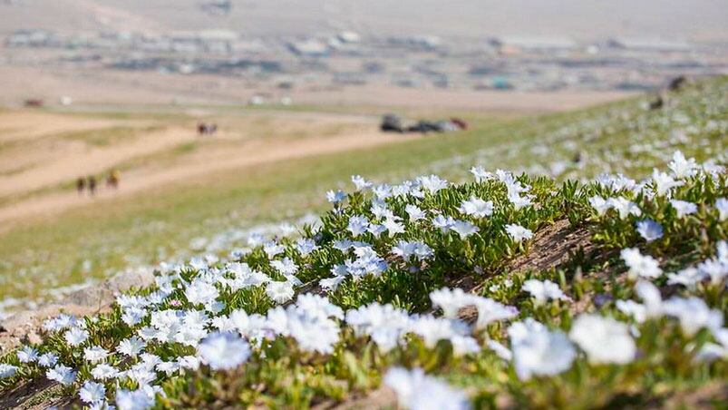 El inusual crecimiento de flores creó un paisaje maravilloso. Foto: 24 horas.