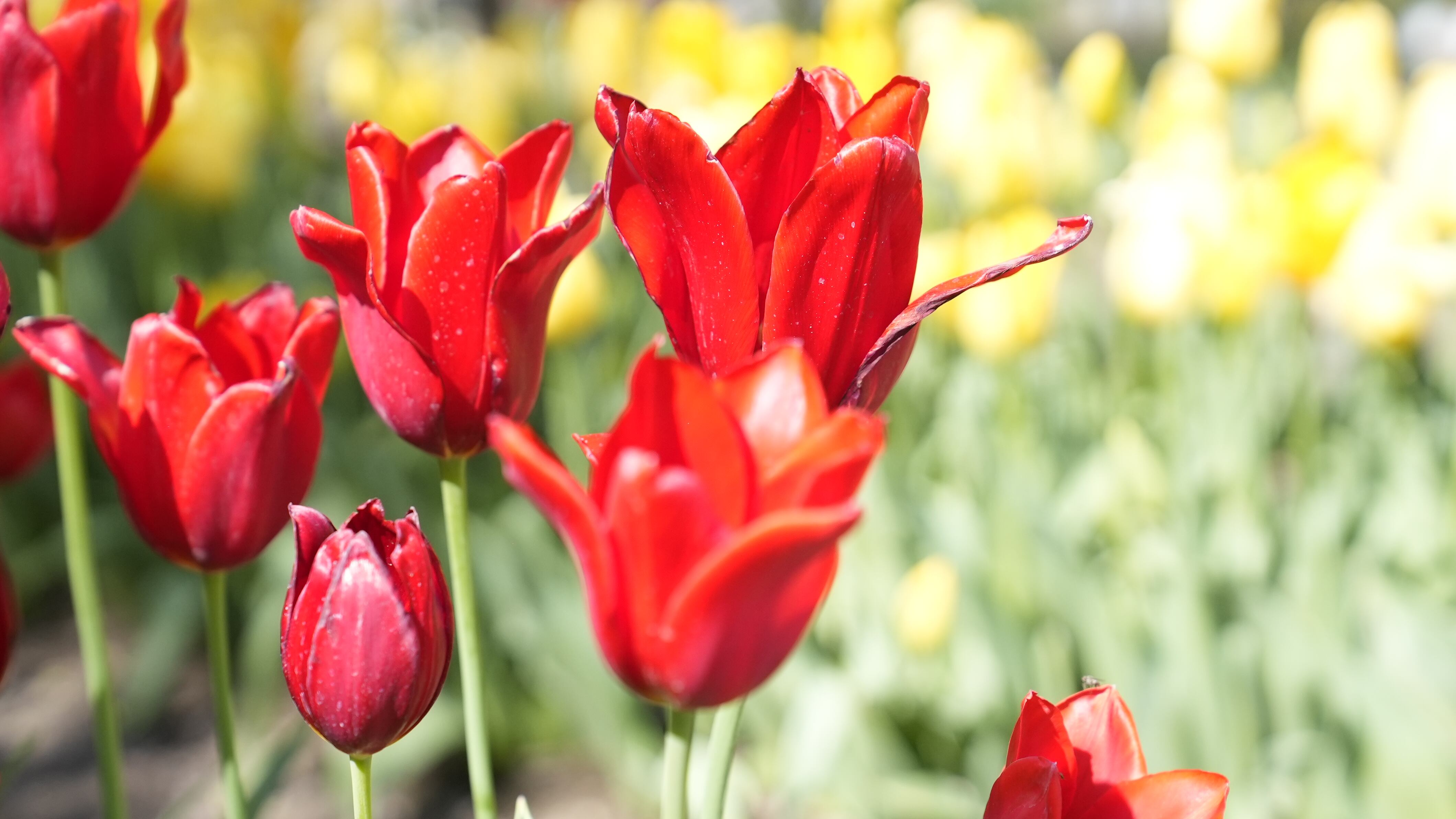 El jardín es igual al famoso campo de flores que está en Trevelin, al sur argentino. Foto: Lucio Casalla / El Doce.