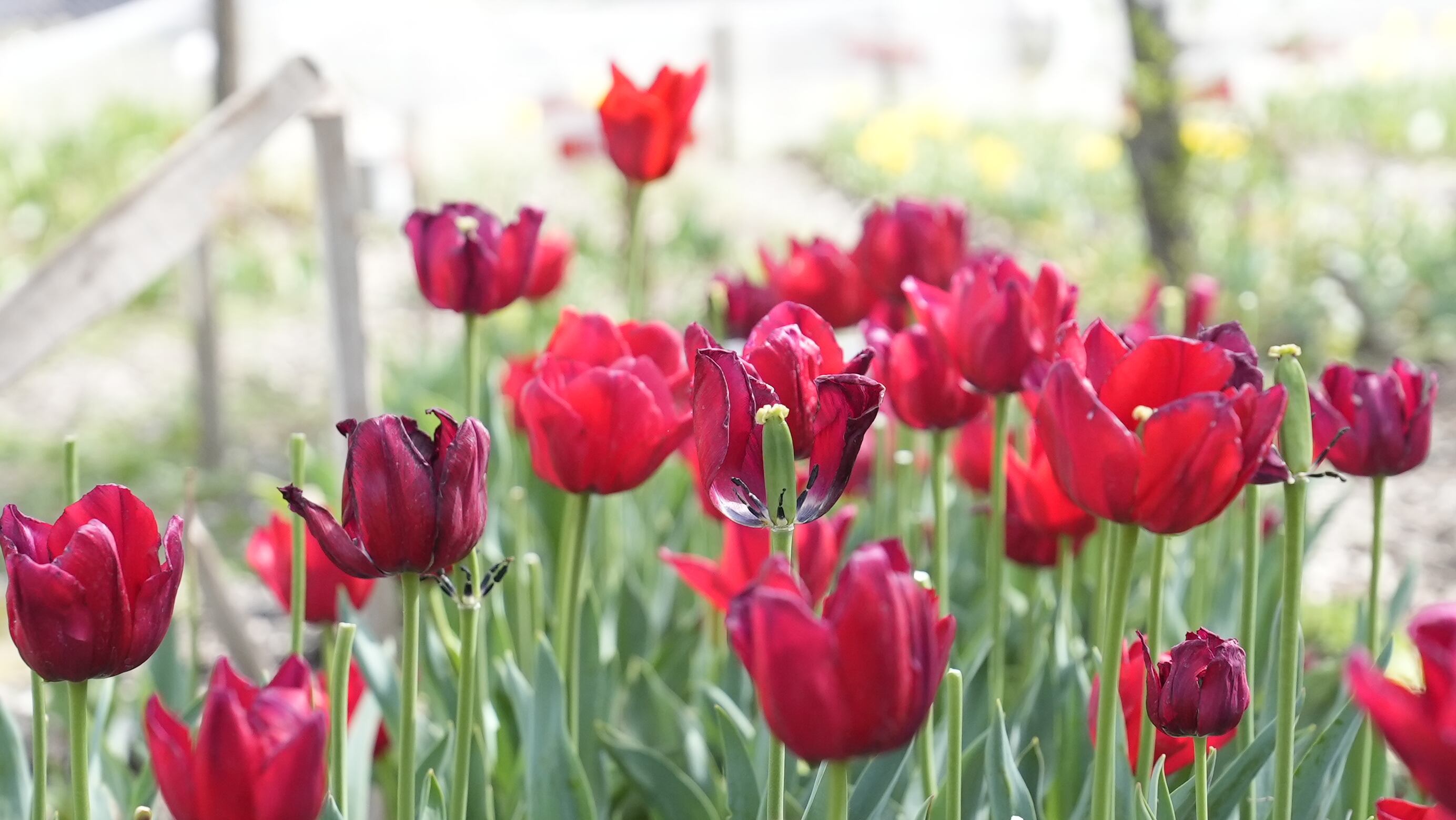 El jardín es igual al famoso campo de flores que está en Trevelin, al sur argentino. Foto: Lucio Casalla / El Doce.