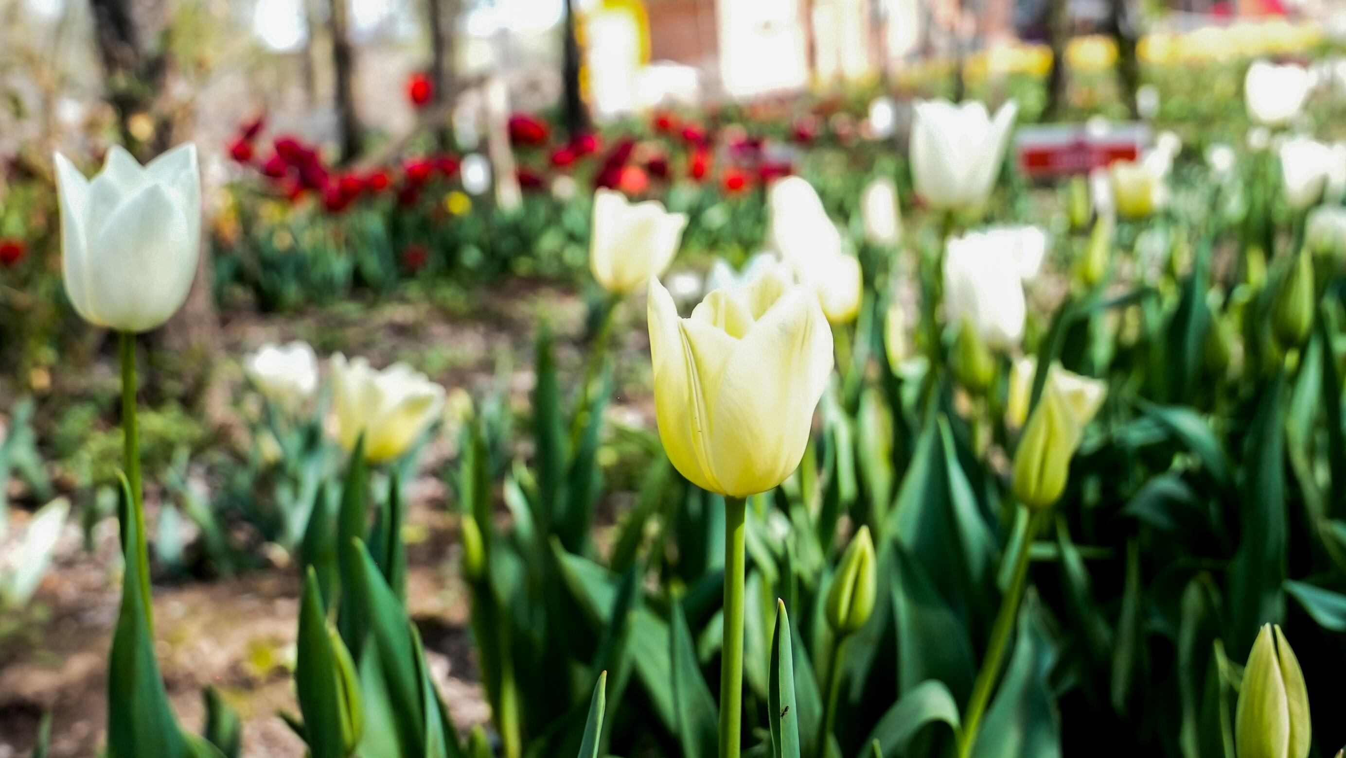 El jardín es igual al famoso campo de flores que está en Trevelin, al sur argentino. Foto: Lucio Casalla / El Doce.